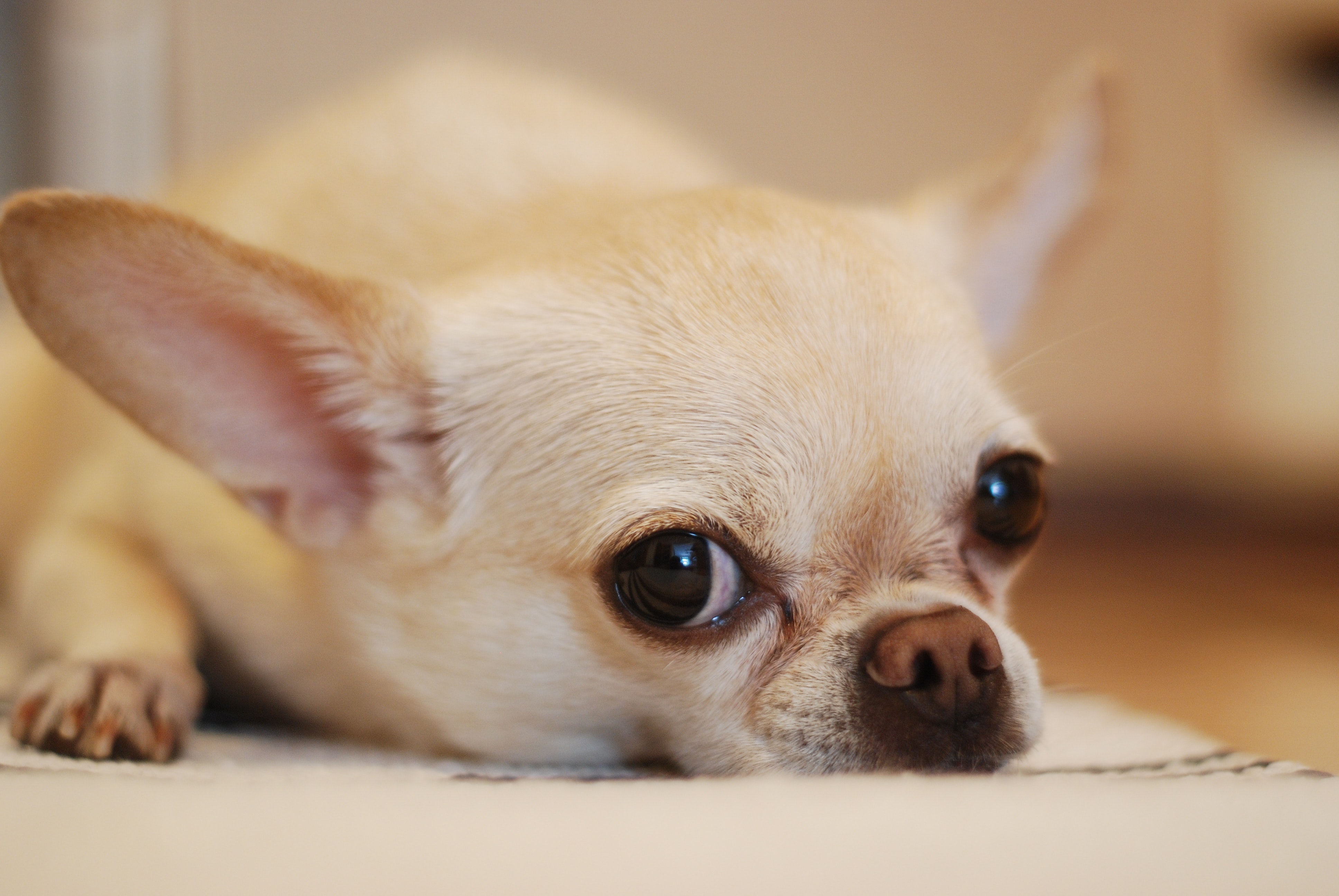 Chihuahua Cura del Asma