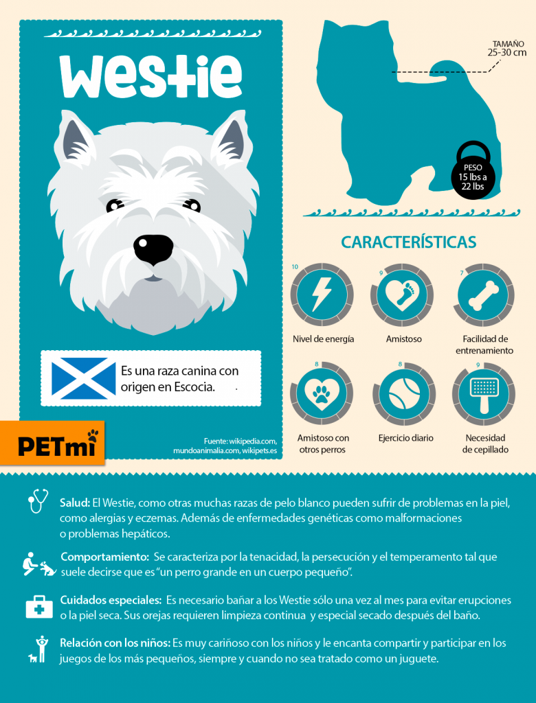 westie o West  Highland White Terrier