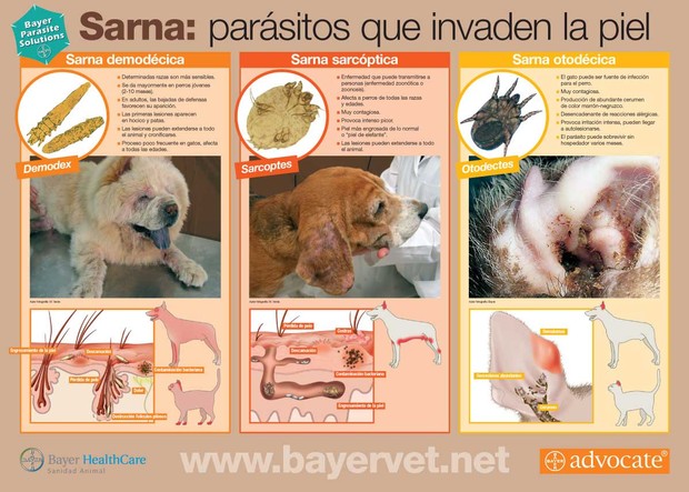 Cuadro de Sarna en perros Bayer