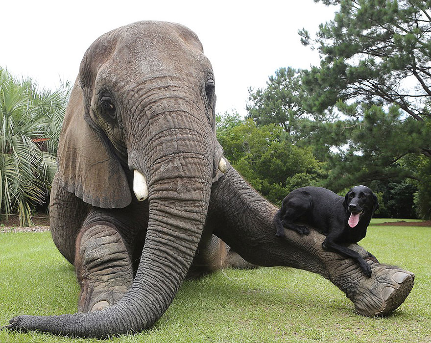 Amistad animal entre un elefante y un perro