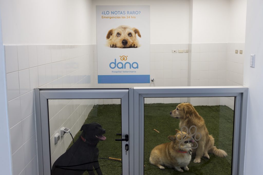 Dana, el primer hospital veterinario