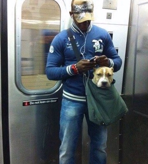 El metro de NY prohíbe la entrada a los perros