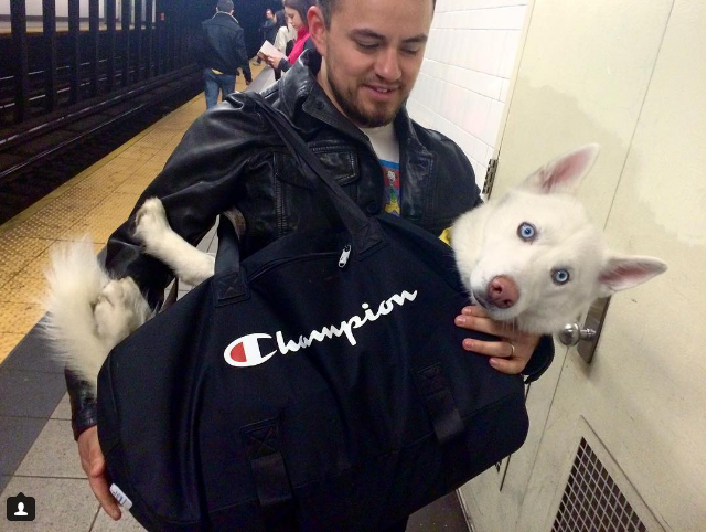 El metro de NY prohíbe la entrada a los perros 4