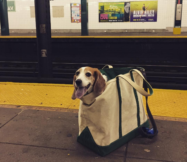 El metro de NY prohíbe la entrada a los perros 1