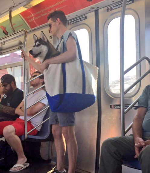El metro de NY prohíbe la entrada a los perros 3