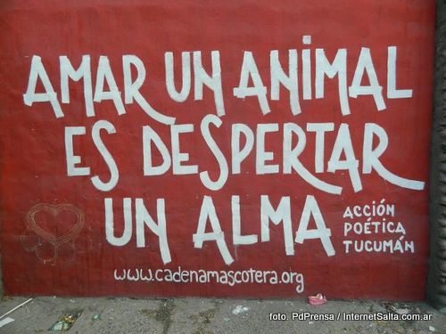 tenencia responsable de mascotas guatemala