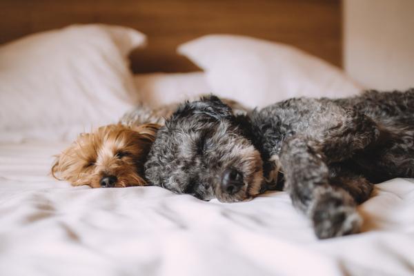 ¿Por qué dormir con mi mascota puede mejorar la calidad del sueño?