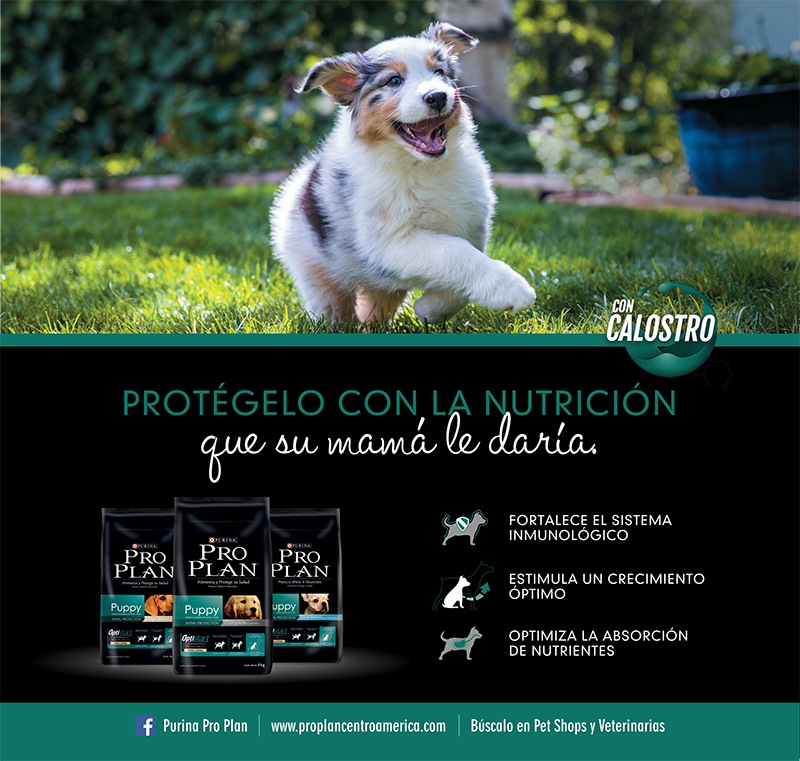 alimentación en un cachorro-Purina Pro Plan