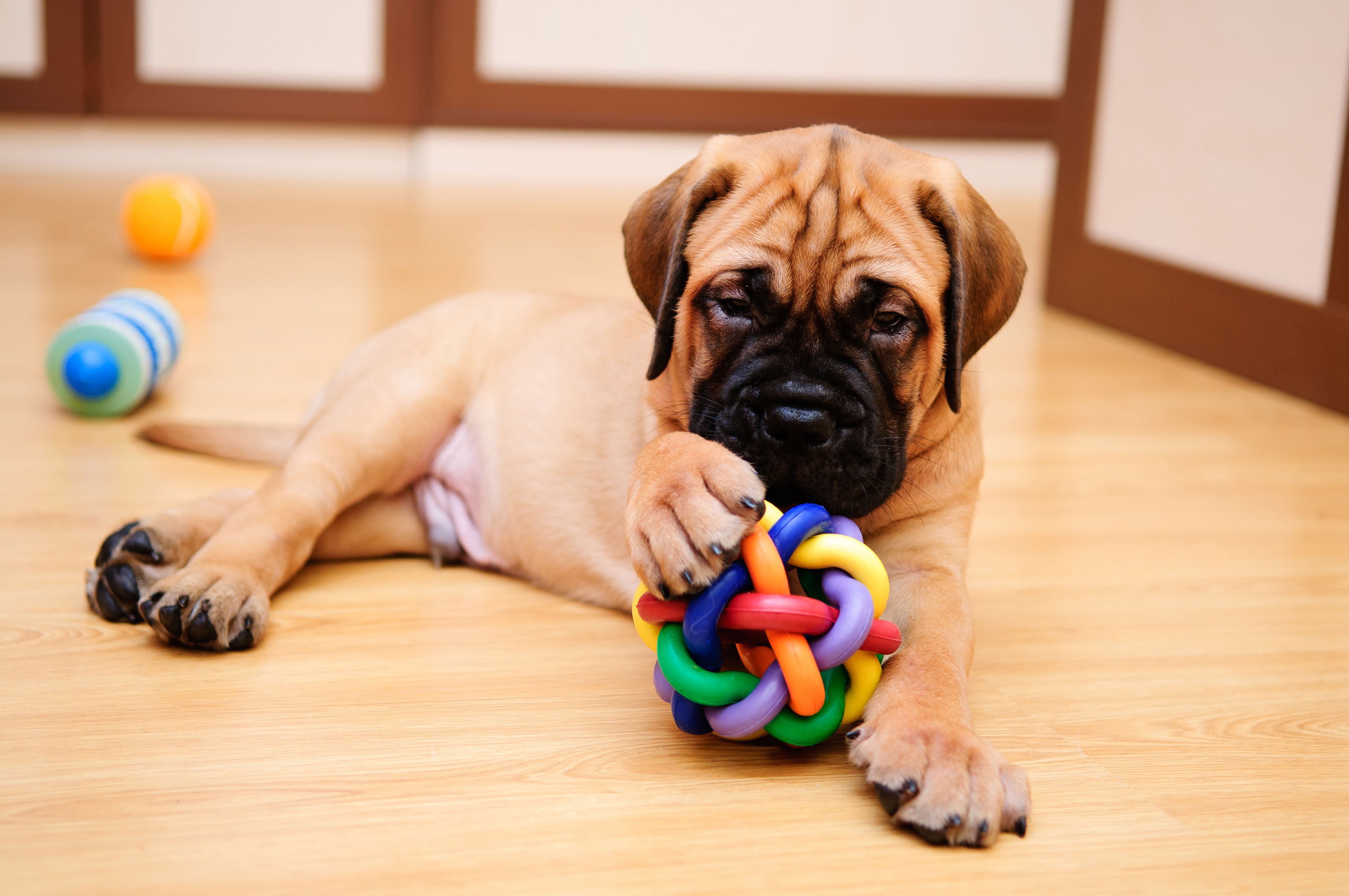 perro aburrido-Juguetes adecuados para mascotas