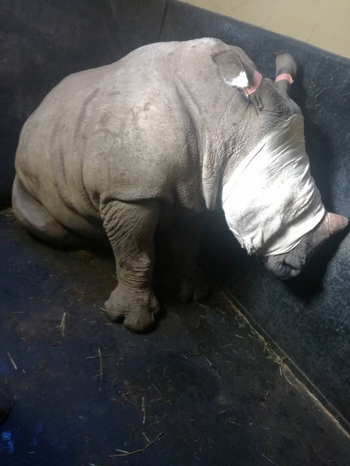 bebé rinoceronte llora la muerte de su mamá