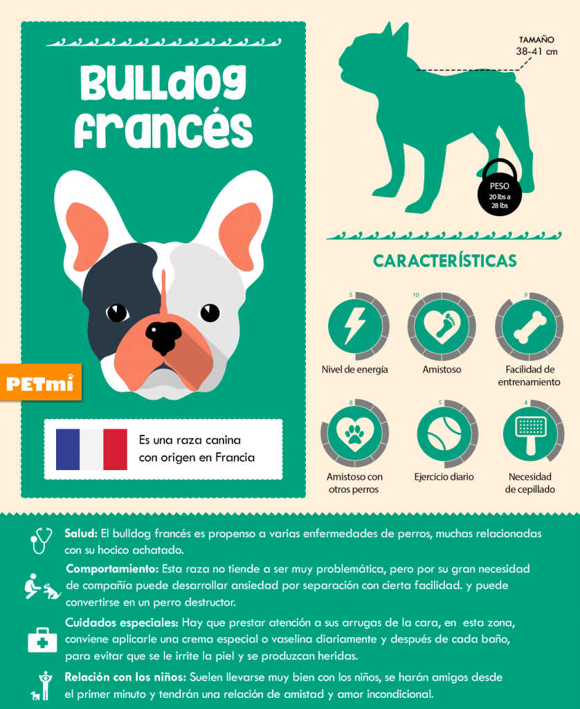 Bulldog Francés Infografía