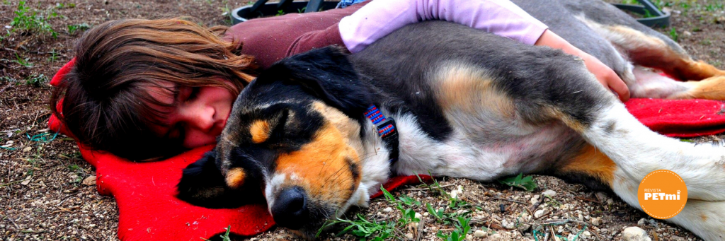 Insomnio en perros, un estudio reveló las causas 