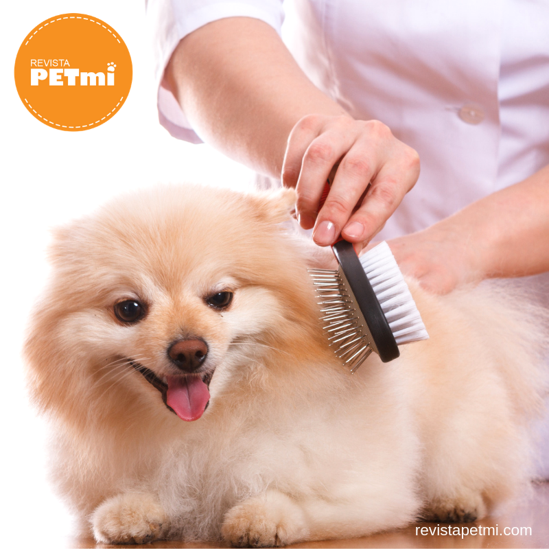 tips para cepillar a tu perro (1)