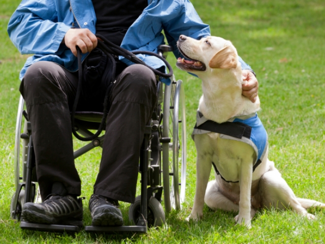Personas con discapacidad son ayudadas por mascotas