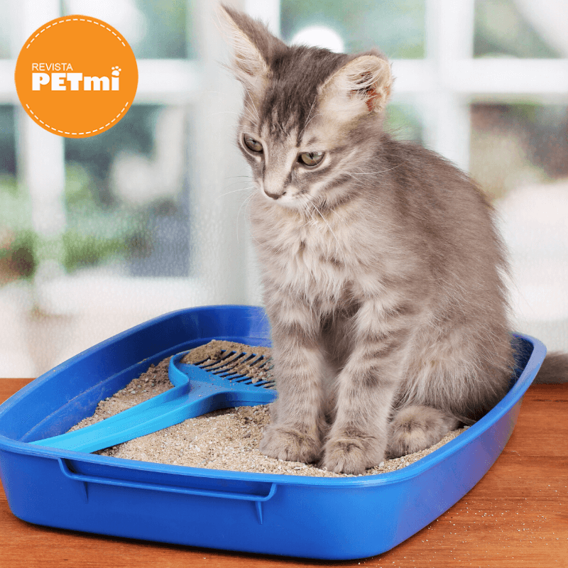 Como elegir la arena ideal para tu gato (2) (1)