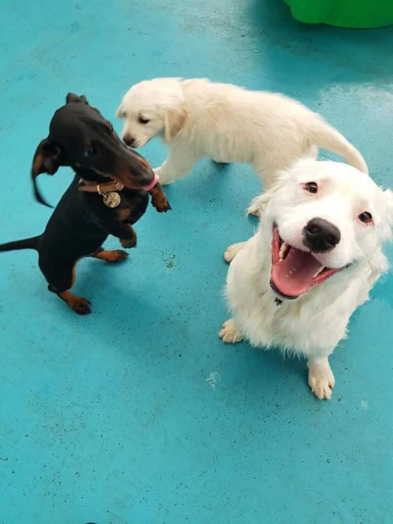 Sherio, perro ciego y sordo consuela animales rescatados