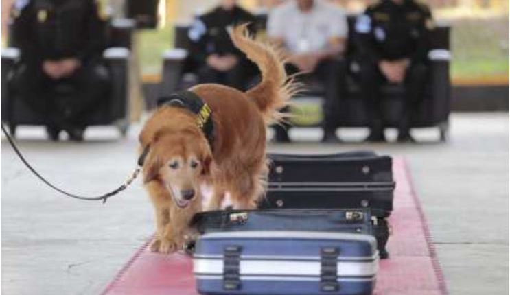 MYA, agente canina que detectaba celulares se jubila