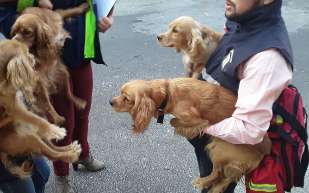 Rescatan a cinco perritos que eran maltratados en Mixco