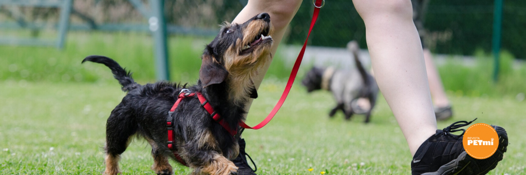 Adiestramiento: 5 tips para enseñar a tu perro a dar la pata