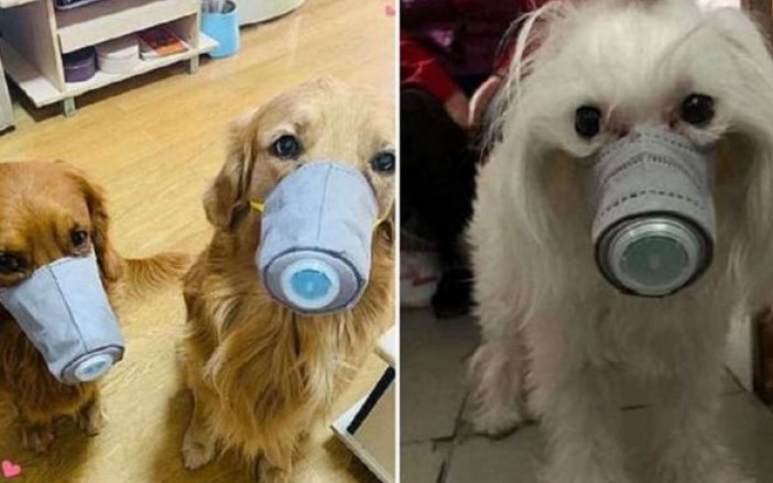 Coronavirus ¡Triste noticia! miles de mascotas son abandonadas en China