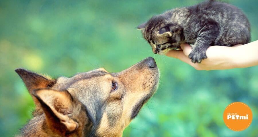 4-Consejos-para-mejorar-la-convivencia-entre-perros-y-gatos (2)
