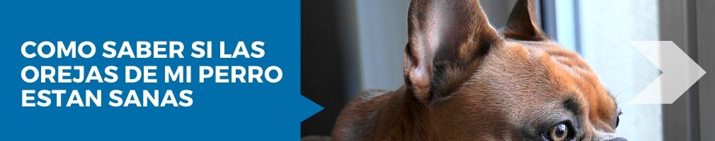 pasos simples para limpiar las orejas de tu perro en casa