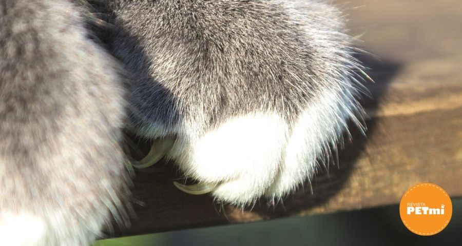 Las uñas de los gatos