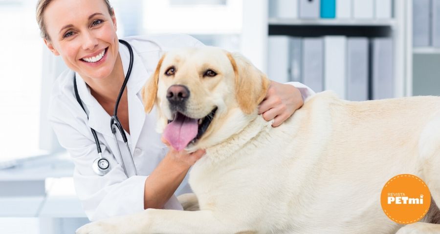 Displasia de cadera en perros síntomas y tratamiento