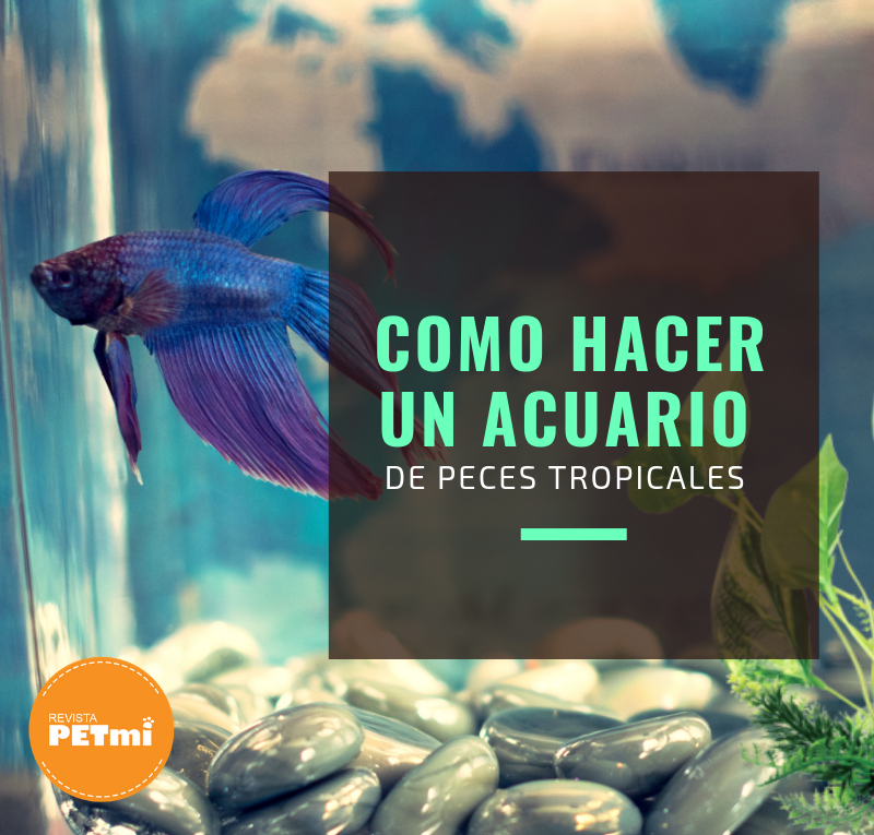 Como Hacer Un Acuario De Peces Tropicales En Agua Dulce Revista