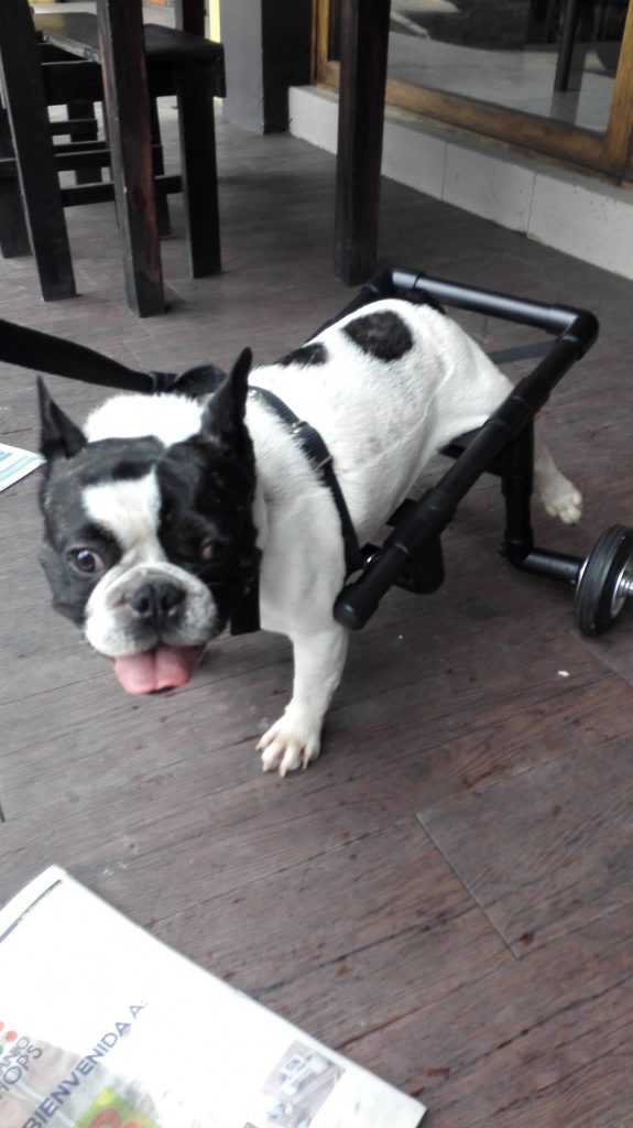 sillas de ruedas para mascotas en guatemala