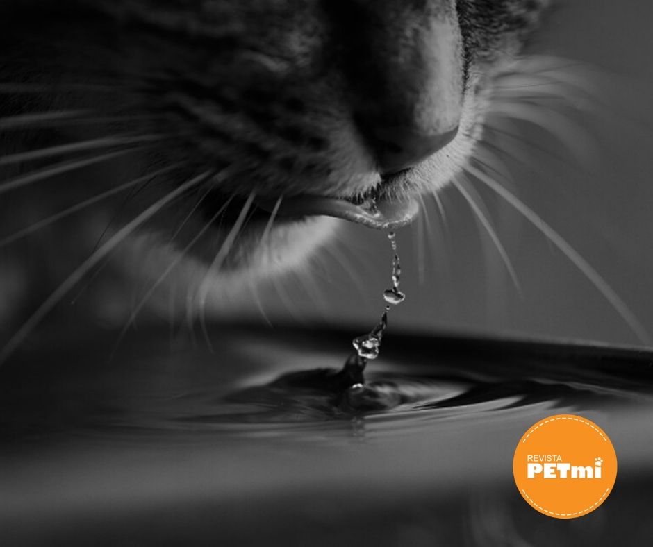 Giardiasis en perros y gatos, La mayoría de los contagios de giardia en mascotas se producen por la ingesta de agua contaminada (agua de lluvia empozada) donde pueden encontrarse quistes del protozoo
