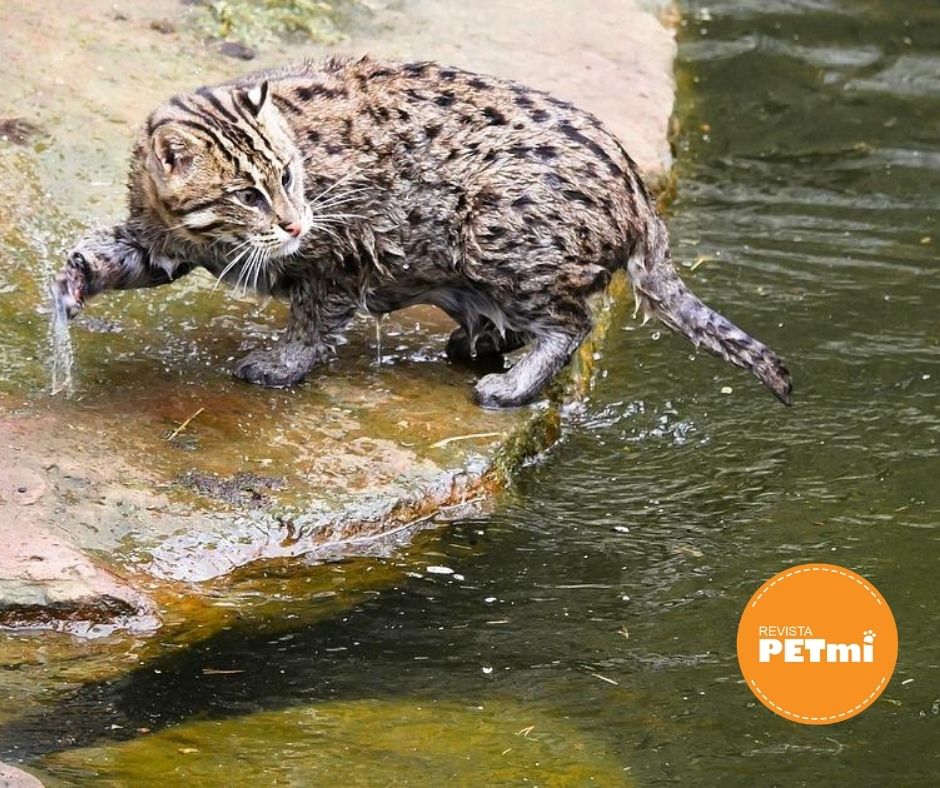 Los científicos creen que los gatos tienen miedo al agua, por que sus antepasados vivieron en zona desérticas, y nunca tuvieron que aprender a nadar,