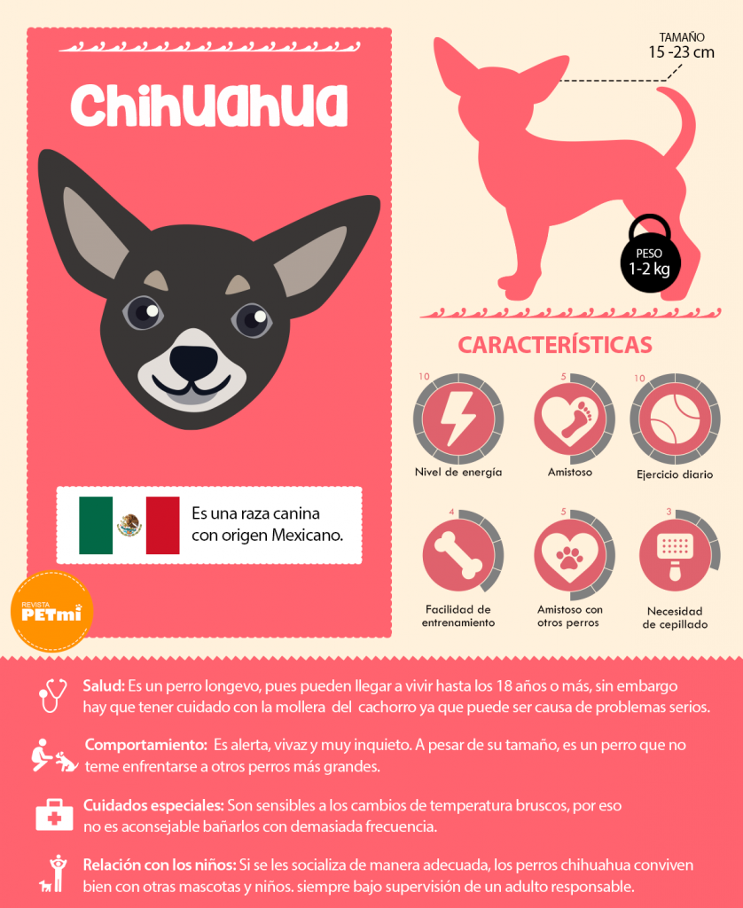 Optimismo pistola Reparador Raza de perro Chihuahua, un pequeño gigante