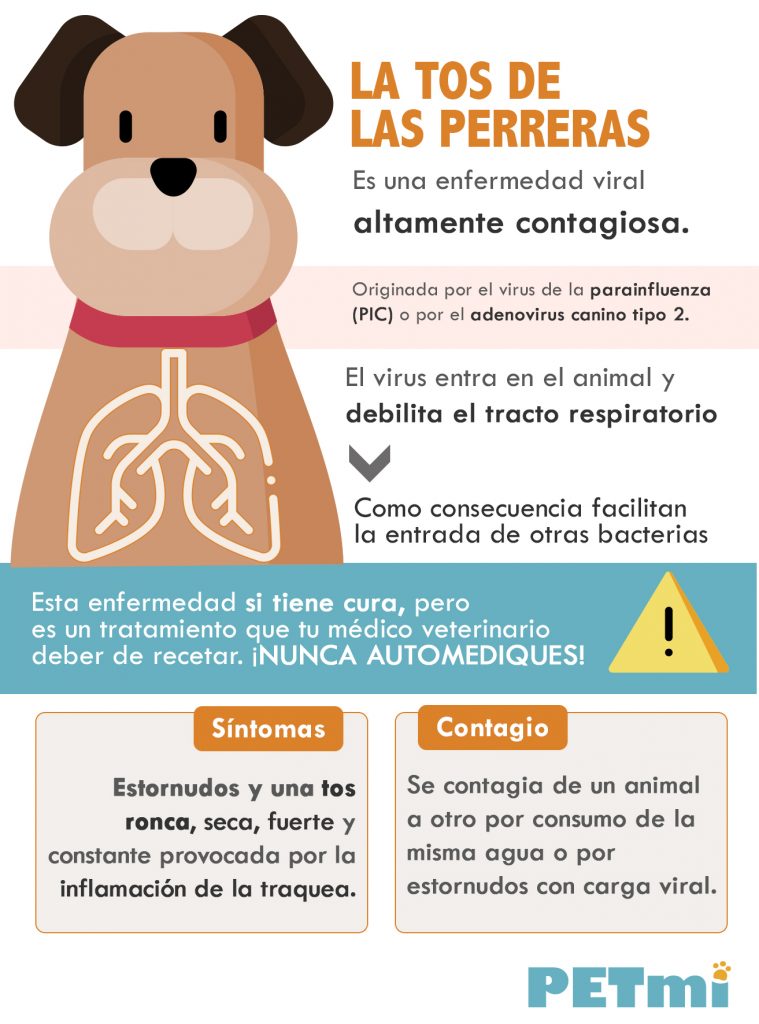 tos de las perreras sintomas contagio