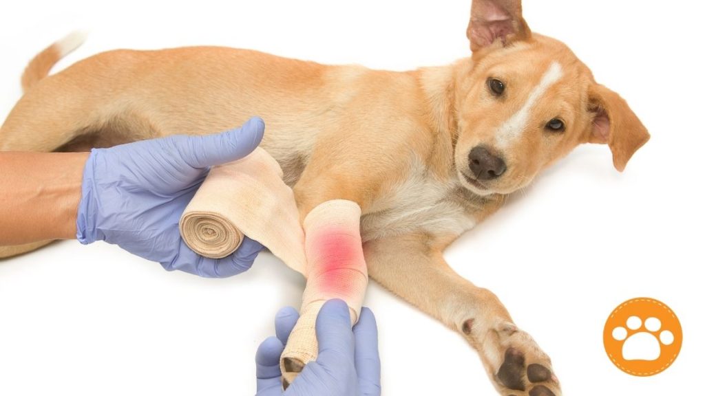 Si mordieron a tu mascota tendrá que lavarse de manera especial por parte del veterinario. Algunos veterinarios optan por no suturar las heridas por mordida debido al riesgo de contaminación.