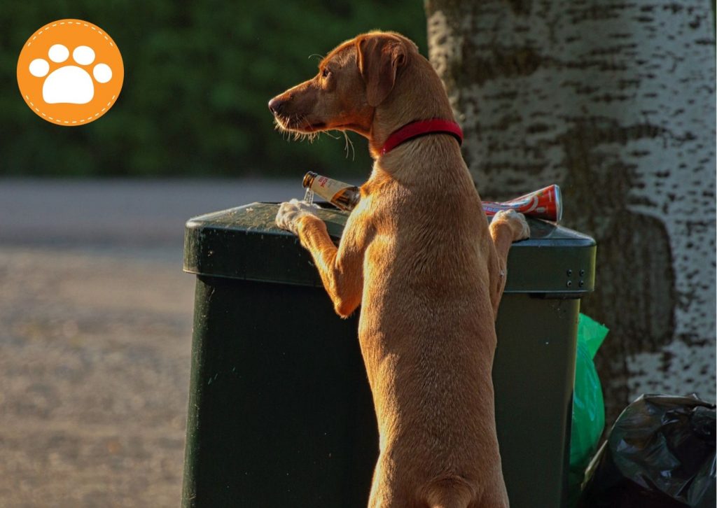 El Roba comidas: ¿Tú perro se roba la comida de la mesa? ¿Cómo evitarlo? 