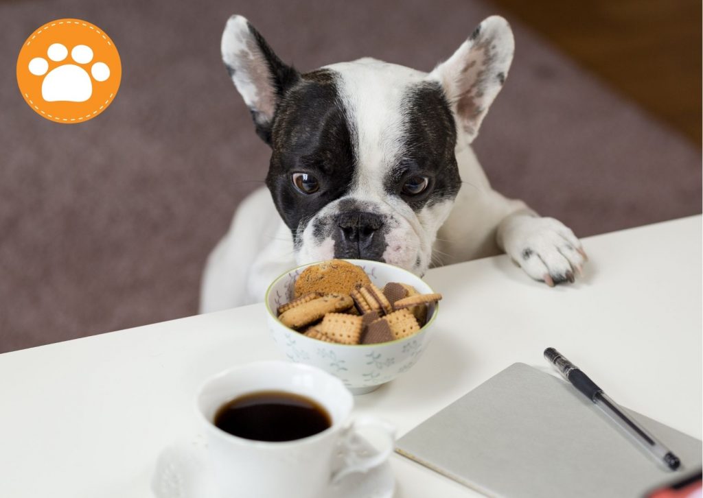 El Roba comidas: ¿Tú perro se roba la comida de la mesa? ¿Cómo evitarlo? 