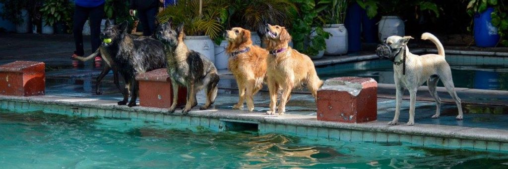 Escuelas y Entrenadores Caninos de Guatemala: Shar Pecas Educador Canino