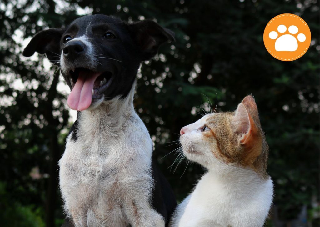 Vacunacion en perros y gatos