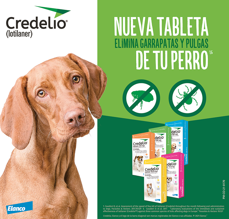 Credelio Guatemala, pastilla comestible contra pulgas y garrapatas