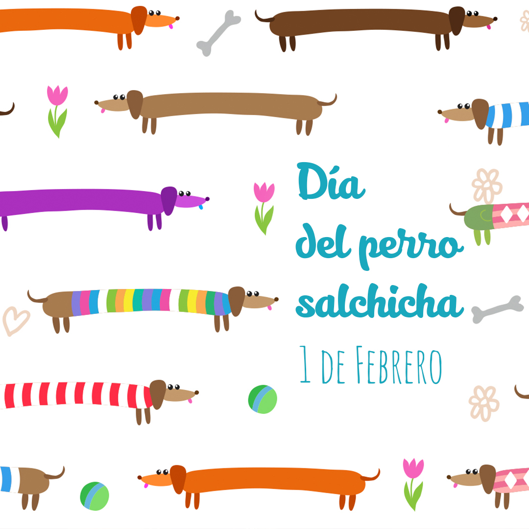 Día Nacional del Perro Salchicha: ¿por qué se celebra cada 1° de febrero?