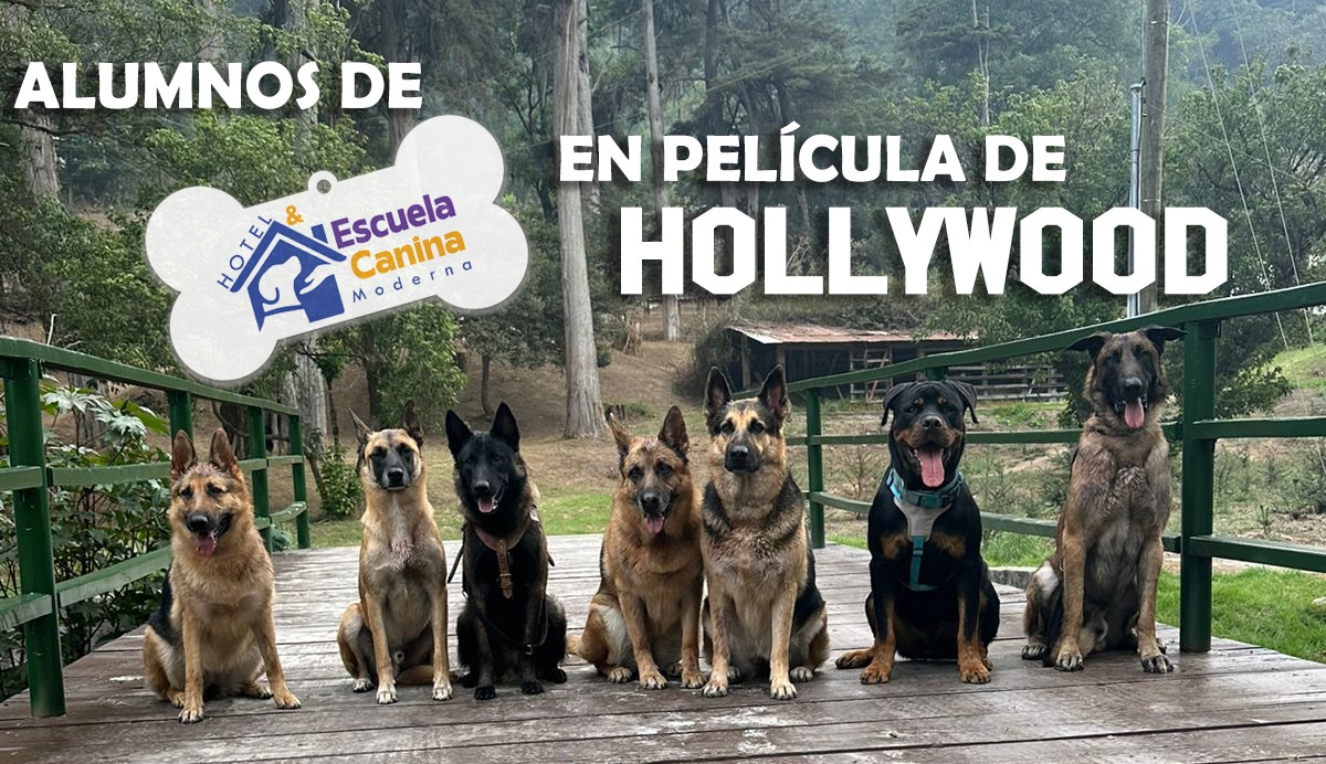 Perros Guatemaltecos Protagonizan 'The Breed II': Una Película de Hollywood Filmada en Guatemala