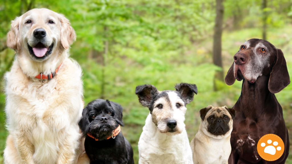 Las mascotas cachorros y senior son más propensas a sufrir complicaciones respiratorias debido a la contaminación del aire, 
